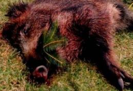 Autoritățile au găsit încă un cadavru de porc mistreț la Brăești