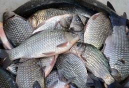 80 de kg de pește fără acte confiscate de polițiști unui dărăbănean 