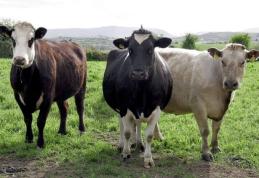 Bărbat din Dorohoi reţinut după ce a furat trei bovine din Pomârla