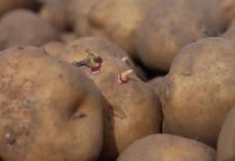 Atenție! Cartofi toxici pe piaţa din România, interzişi de UE. Cum trebuie să-i alegem