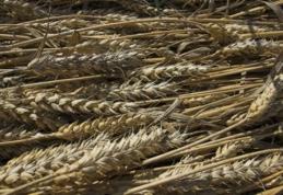 Ploile au distrus calitatea grâului de anul acesta! Vom mânca „pâine furajeră”