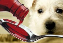 Medicamentele pentru animale, doar cu rețetă de la medicul veterinar