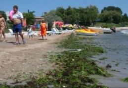 Invazie de alge pe litoralul românesc