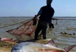 Şocant! Avertismentul cercetătorilor: peştii din Dunăre sunt cancerigeni!