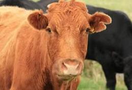 Ce le-a dat românilor prin cap: Afacerea „Vacile fantomă” - un tun de peste 70 de milioane de euro