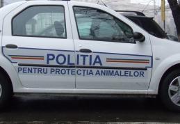 Poliţia animalelor, înfiinţată în cadrul ANSVSA, cu câte un inspector în fiecare judeţ
