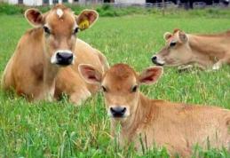 Boala limbii albastre confirmată și la Botoșani