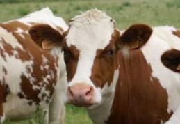 Sucevenii interzic animalele din județul Botoşani în târgurile lor