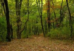 Tânăr din Dorohoi găsit spânzurat în pădurea Gorovei