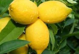 De ce se scumpesc lămâile