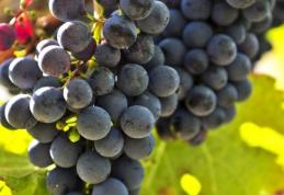 Cele mai bune alimente care te ajută la detoxifiere