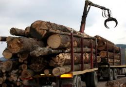 Radarul pădurilor va fi lansat în 8 octombrie. Orice transport de lemn va putea fi verificat la 112