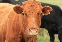 Focar de boala limbii albastre a fost confirmat în judeţul Suceava