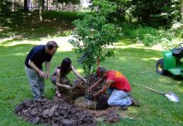 10 reguli de urmat atunci când plantezi un pom fructifer