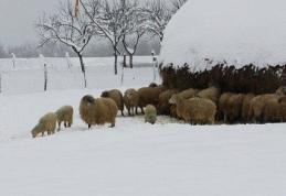 Vom putea cumpăra carne de miel cu 15 de lei kilogramul