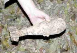 Un proiectil de artilerie a fost descoperit la un operator economic care comercializează fier vechi