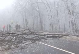 Fenomen straniu la Iaşi. O pădure a fost distrusă de ploaia îngheţată