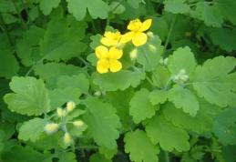 Cum scapi de negi - Tratamente naturiste