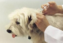 Începe vânătoarea stăpânilor care nu şi-au înregistrat câinii. Amenzile sunt uriaşe