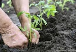 Anunț lansare apel de selecție nr. 9 pentru Măsura 411.42 „Înființarea grupurilor de producători”