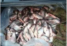 Peşte ilegal depistat de poliţiştii de frontieră