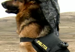 Povestea lui Ringo, câinele polițist care a fugit de la serviciu