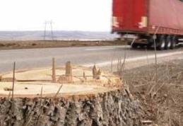 Arborii de la marginea E 85, de la Suceava spre Iaşi, cât și DN 29A Suceava - Dorohoi tăiaţi în masă
