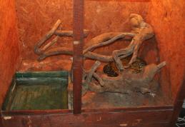 [VIDEO][FOTO] Expoziţie cu reptile vii la Dorohoi