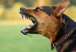 Ai un câine periculos? Eşti obligat să închei o poliţă de asigurare