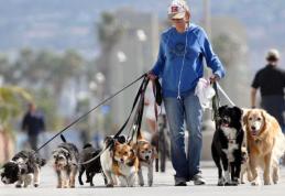 Atenție! Mai sunt câteva zile până încep verificările la câinii microcipaţi