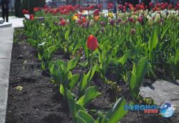 Lalelele din municipiul Dorohoi din nou în vizorul hoților. Zeci de flori furate pentru profit - FOTO