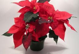 Plante despre care nu stiai ca sunt toxice