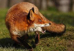 Primarii din județul Botoșani în alertă! Vulpile intră în sate și provoacă pagube în gospodării