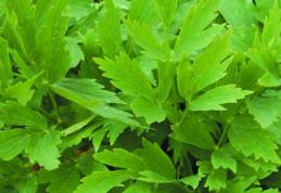 Leușteanul - remediu eficient pentru o multitudine de boli. Cum trebuie să îl consumați