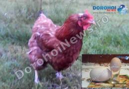 O găină din Mileanca, județul Botoșani poate intra în Cartea Recordurilor. A făcut un ou gigant – VIDEO/ FOTO