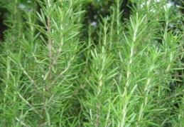 Rozmarinul, 2 in 1: condiment si medicament