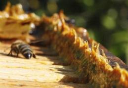 Ce boli poţi vindeca cu tinctura de propolis