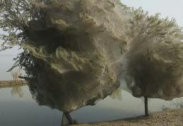 Copaci acoperiţi în întregime cu pânză de păianjen într-o regiune din Pakistan 