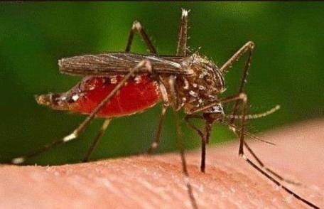 Cele mai bune metode pentru a ţine tânţarii la distanţă