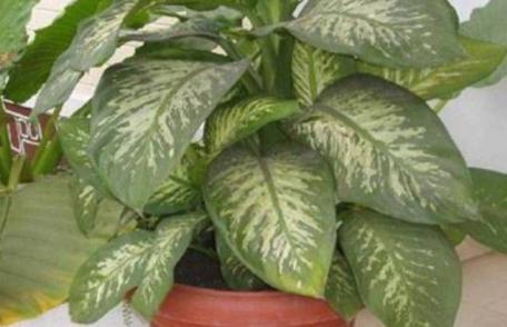 Dacă ai aşa ceva în casă, arunc-o! Planta ucigaşă