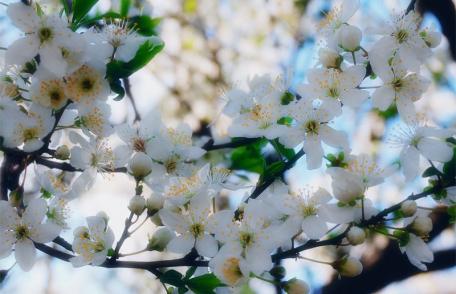 Cadou de iepuraş : Soare şi maxime de 20 de grade C