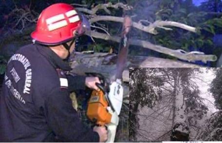 Intervenție dificilă a pompierilor dorohoieni: Arbori rupți sub greutatea zăpezii pe strada Spiru Haret, pe raza comunei Cristineşti și DN 29A