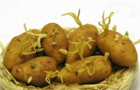 Cât de nesănătoşi sunt cartofii încolţiţi. Iată ce substanţă conţin. Nu o să mai mănânci niciodată
