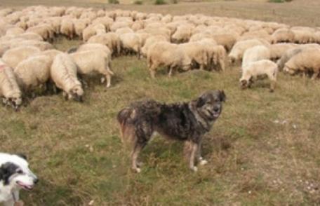 Aleşii stabilesc prin lege câţi câini sunt permişi la o stână. Cioban: Nu putem să îi omorâm