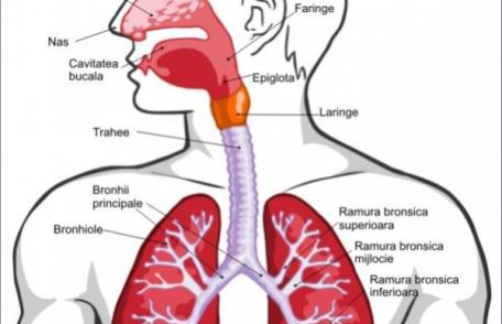 Metode naturale de curățare a sistemului respirator
