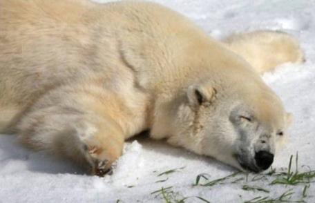 ANM prognozează pentru următoarele două săptămâni o răcire accentuată a vremii