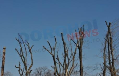 Primim la redacţie - „Opriţi măcelărirea copacilor din Dorohoi !” - FOTO