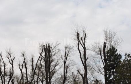 Primim la redacţie - „Păsărică mută-ţi cuibul” - FOTO