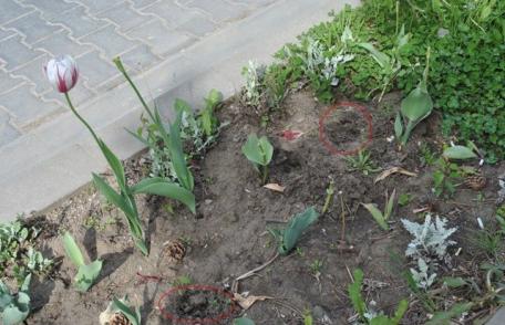 Primim la redacție - Lalele de pe Bulevardul Victoriei din Dorohoi - FOTO