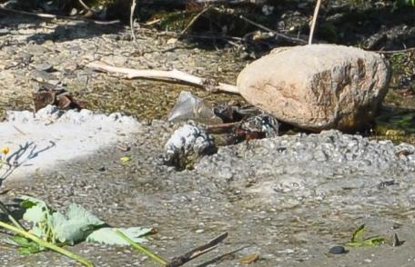 Primim la redacție - Cititorii din Dorohoi ne informează: Curge apa!